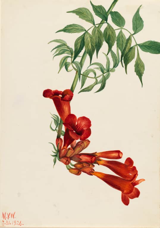 Mary Vaux Walcott Amerikanische Trompetenblume Kunstkopie, hängende rote Trompetenblüten an einem Zweig