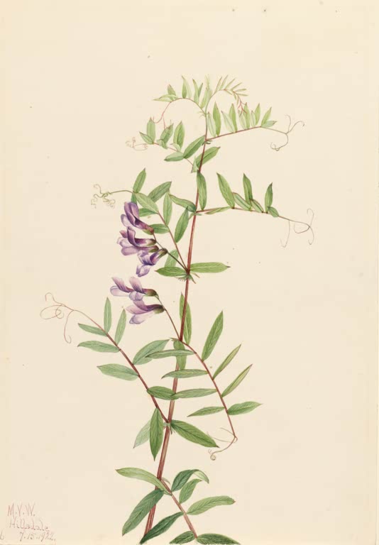 Mary Vaux Walcott Amerikanische Wicke Kunstkopie, rötlicher Stängel mit Fiederblättern, Ranken und violetten Blüten
