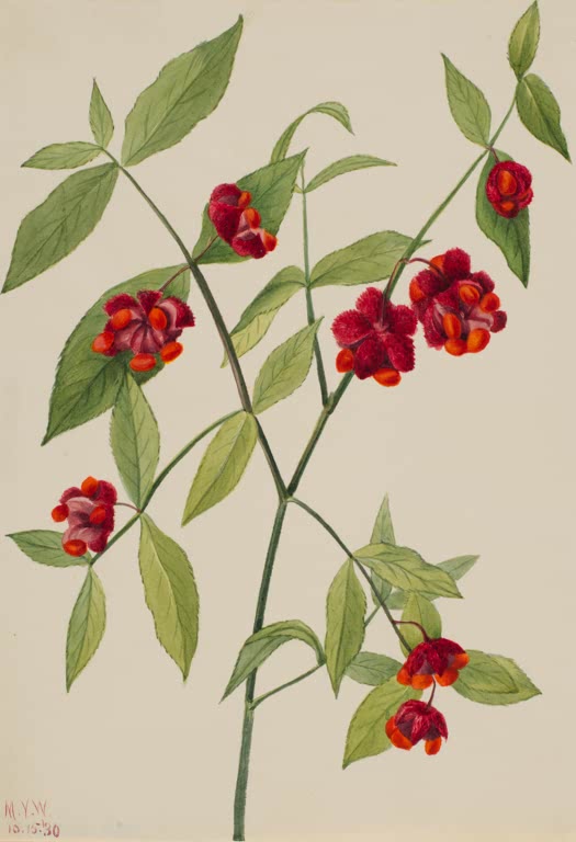Mary Vaux Walcott Amerikanischer Spindelstrauch Kunstkopie, aufgeplatzte rote Früchte mit orangen Samen und grünen Blättern