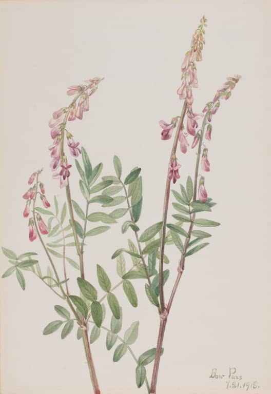 Mary Vaux Walcott Amerikanischer Süßklee Kunstkopie, rosa Blütentrauben über ovalen Fiederblättern