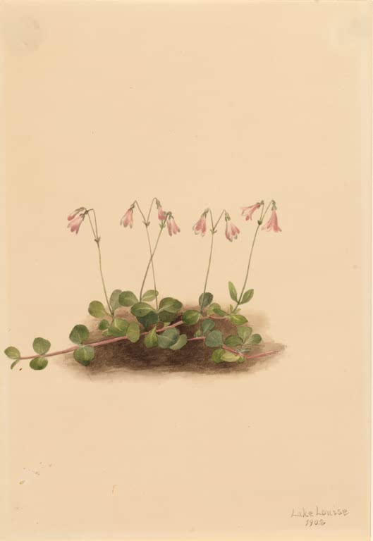 Mary Vaux Walcott Amerikanisches Moosglöckchen Kunstkopie, rosa Glöckchen über kriechenden Ranken mit runden grünen Blättern