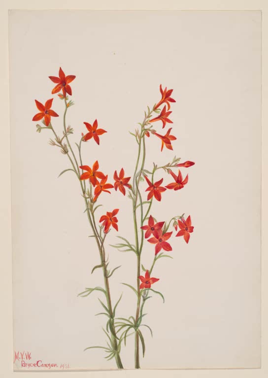Mary Vaux Walcott Arizona-Gilie Kunstkopie, zwei schlanke Stängel mit orangeroten Sternblüten und feinem Laub