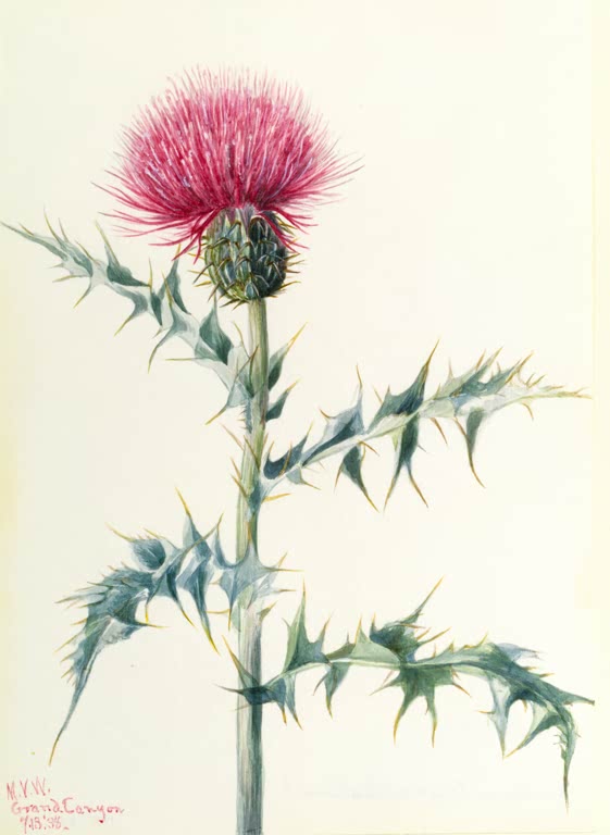 Mary Vaux Walcott Arizona-Kratzdistel Kunstkopie, pinkfarbene Distelblüte mit blaugrünen, dornigen Blättern