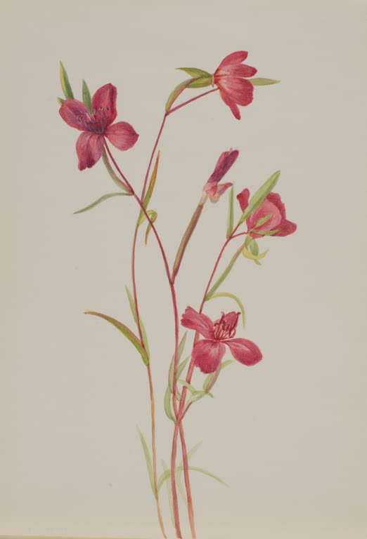 Mary Vaux Walcott Atlasblume Kunstkopie, pinkfarbene Blüten an dünnen Stielen mit schmalen Blättern