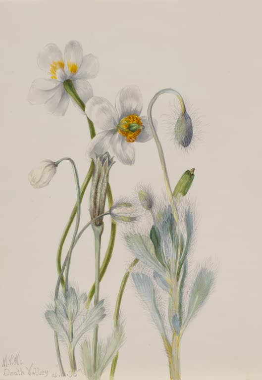 Mary Vaux Walcott Bärenmohn Kunstkopie, weiße Mohnblüten mit orangegelber Mitte über silbrig behaarten Blättern