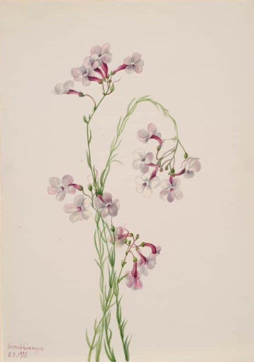 Mary Vaux Walcott Bartfaden Kunstkopie, rosaweiße Blüten an dünnen grünen Stängeln