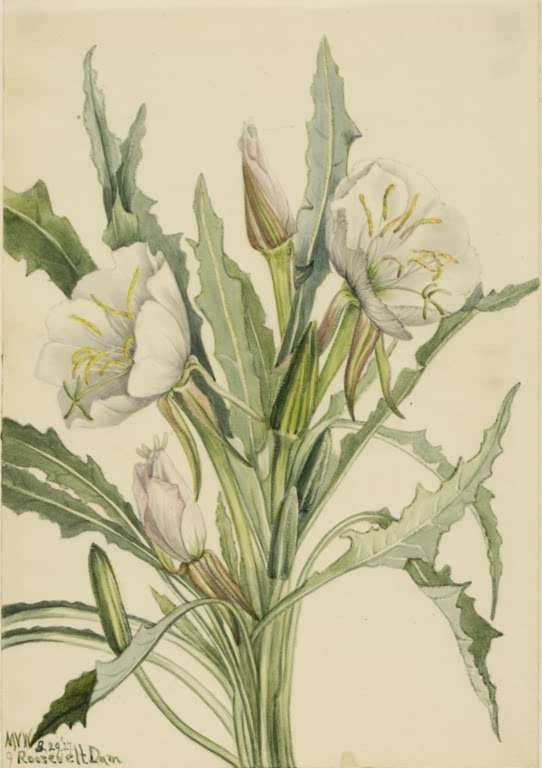 Mary Vaux Walcott Behaarte Nachtkerze Kunstkopie, große weiße Blüten mit gelben Staubfäden