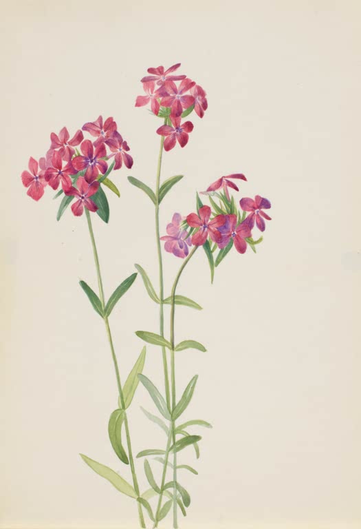 Mary Vaux Walcott Behaarter Phlox Kunstkopie, magentarosa Phloxblüten mit violettem Auge an schlanken Stängeln