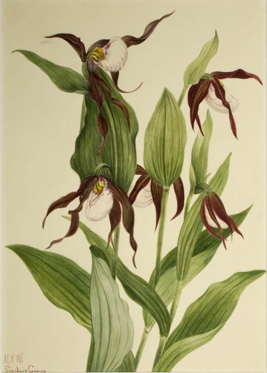 Mary Vaux Walcott Berg-Frauenschuh Kunstkopie, Orchideen mit weißen schuhförmigen Lippen