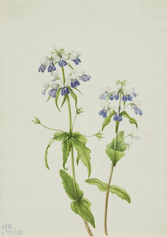 Mary Vaux Walcott Blauäugige Maria Kunstkopie, zwei Stängel mit blauweißen Blütenquirlen und grünen Blättern