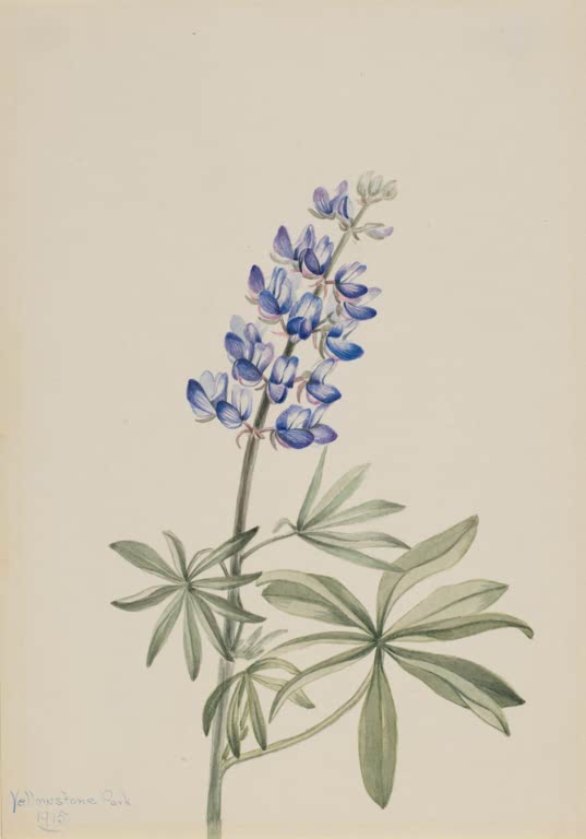 Mary Vaux Walcott Blaue Lupine Kunstkopie, blauviolette Lupinenblüten in lockerer Traube über silbrig grünen Fingerblättern