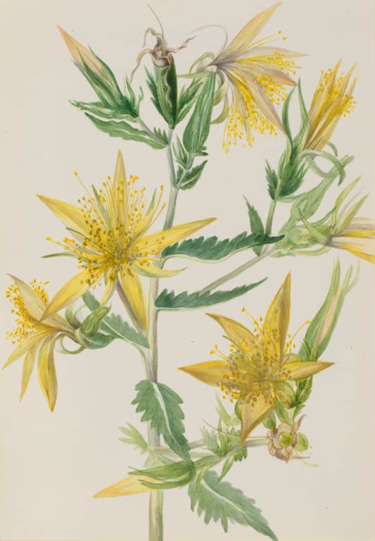 Mary Vaux Walcott Blitzblume Kunstkopie, gelbe Sternblüten mit feinen Staubfäden an einem Stängel
