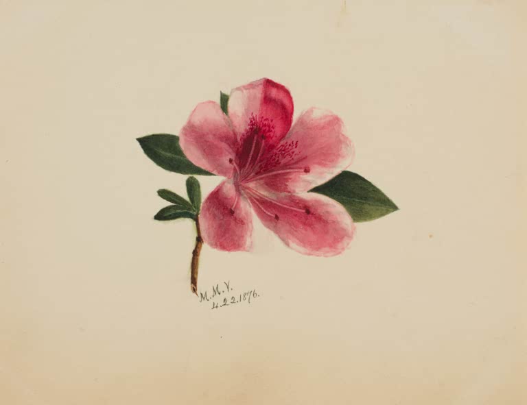 Mary Vaux Walcott Blütenstudie mit einzelner rosa Blüte Kunstkopie, große rosa Blüte mit dunkelgrünen Blättern