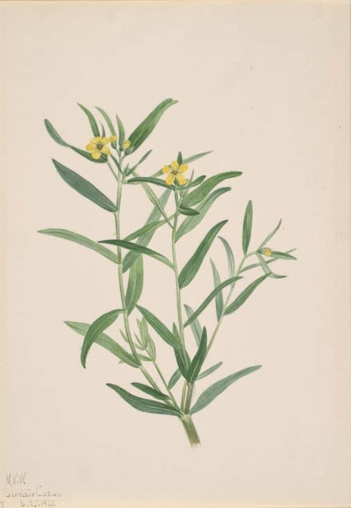Mary Vaux Walcott Blütenstudie mit gelben Blüten Kunstkopie, Triebe mit schmalen Blättern und gelben Blüten