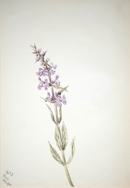 Mary Vaux Walcott Blütenstudie mit lilafarbener Ähre Kunstkopie, schräger Stängel mit zarten lila Blüten und grauen Blättern