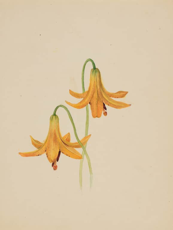Mary Vaux Walcott Blütenstudie in Orange Kunstkopie, zwei orangefarbene Hängeblüten an grünen Stielen
