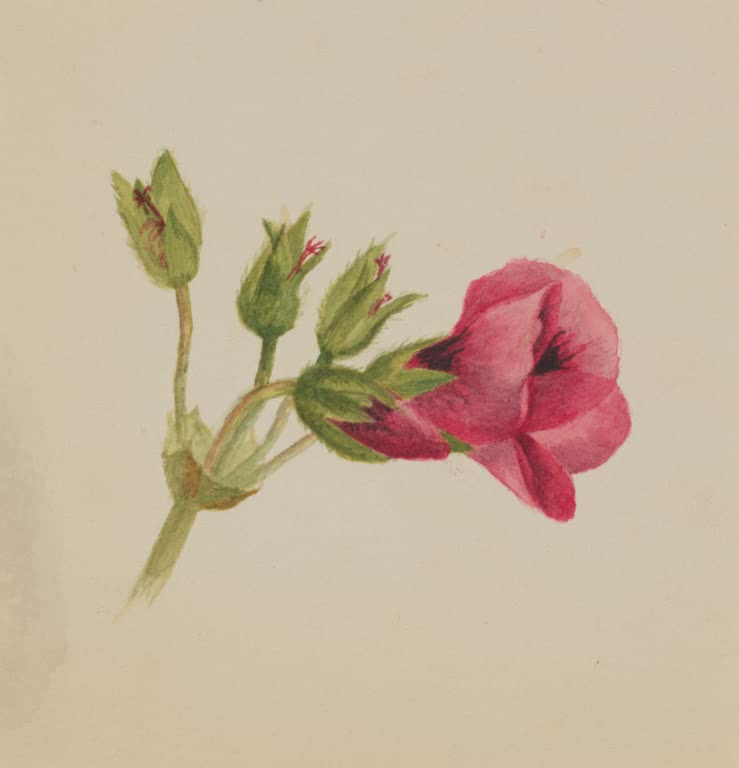 Mary Vaux Walcott Blütenstudie in Rosa Kunstkopie, große rosarote Blüte mit drei Knospen
