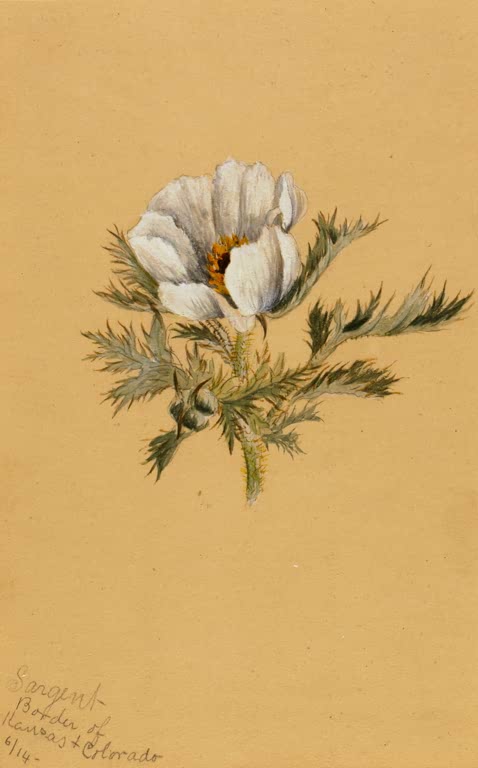 Mary Vaux Walcott Blumenstudie mit weißer Blüte Kunstkopie, große weiße Blüte mit goldgelber Mitte