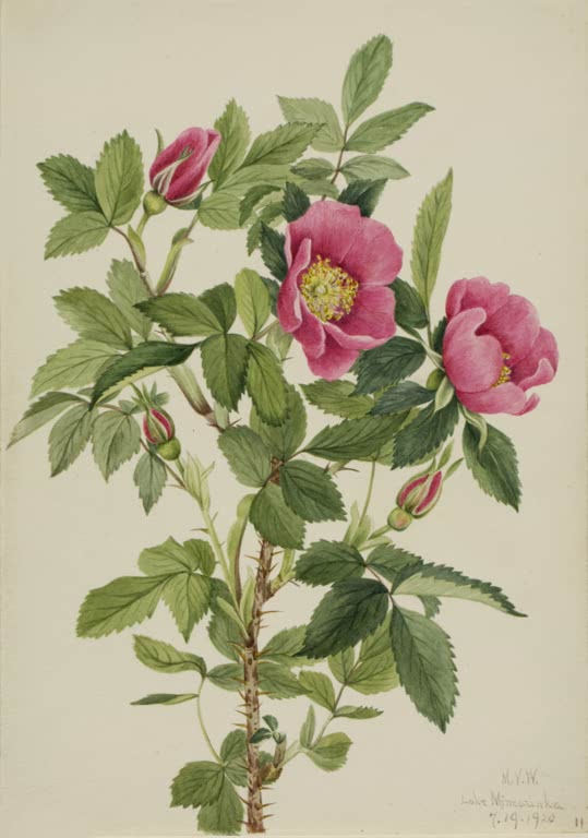 Mary Vaux Walcott Bourgeau-Rose Kunstkopie, rosa Wildrosenblüten und Knospen an dornigem Zweig mit gesägten Blättern
