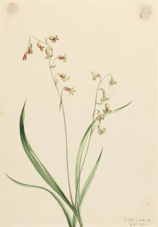Mary Vaux Walcott Bronzeglöckchen Kunstkopie, überhängende Stängel mit kleinen bronzefarbenen Glockenblüten