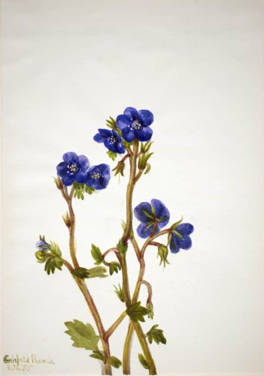 Mary Vaux Walcott Büschelschön Kunstkopie, tiefblaue Blüten an rötlichen Stängeln