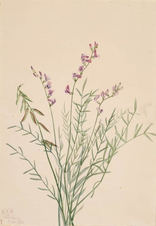 Mary Vaux Walcott Burgess-Tragant Kunstkopie, kleine violette Blüten an feinen grünen Trieben