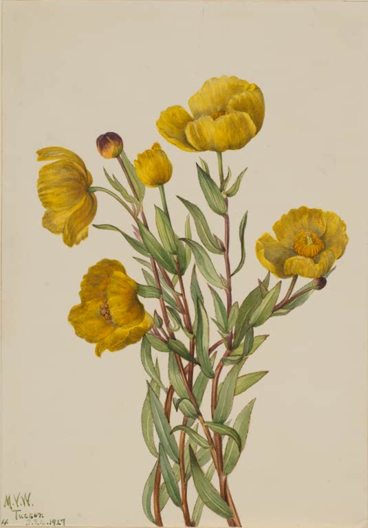 Mary Vaux Walcott Buschmohn Kunstkopie, goldgelbe Mohnblüten mit Knospe an rotbraunen Stängeln