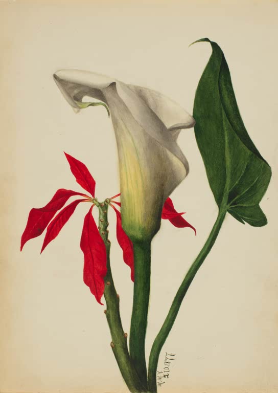 Mary Vaux Walcott Calla mit roten Hochblättern Kunstkopie, weiße Calla-Blüte neben leuchtend roten Blättern