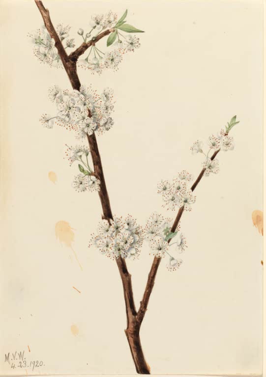 Mary Vaux Walcott Chickasaw-Pflaume Kunstkopie, brauner Zweig mit Büscheln kleiner weißer Blüten