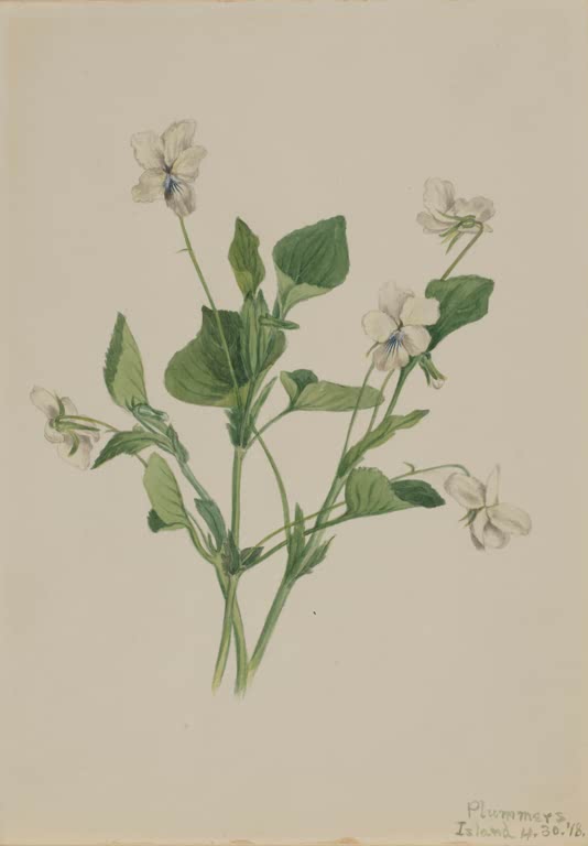 Mary Vaux Walcott Cremefarbenes Veilchen Kunstkopie, cremeweiße Veilchen mit blauer Äderung an dünnen Stielen