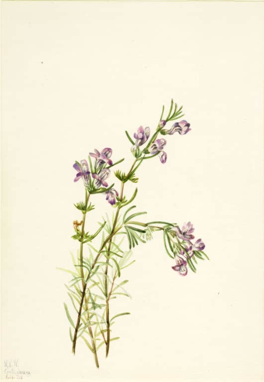 Mary Vaux Walcott Cumberland-Rosmarin Kunstkopie, Triebe mit Nadelblättern und lila Blüten