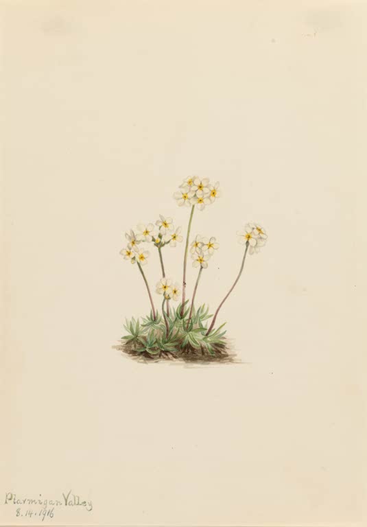 Mary Vaux Walcott Duftender Mannsschild Kunstkopie, kleine weiße Blüten mit gelbem Auge auf rötlichen Stielen