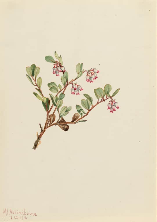 Mary Vaux Walcott Echte Bärentraube Kunstkopie, Zweig mit weißrosa Glockenblüten und grünen Blättern