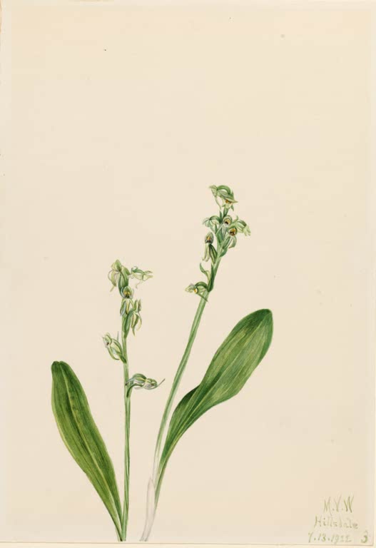 Mary Vaux Walcott Einblatt-Moororchis Kunstkopie, zwei schlanke grüne Stängel mit kleinen grünlichen Blüten