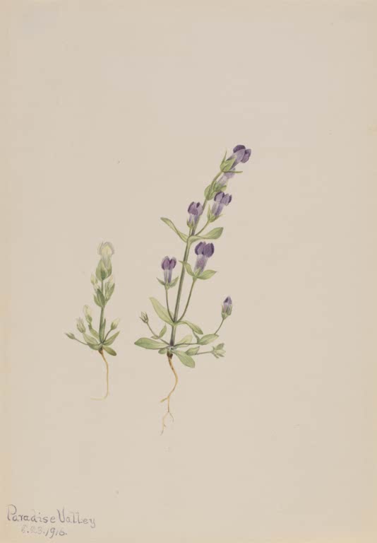 Mary Vaux Walcott Enzian Kunstkopie, zwei zarte Pflanzen mit violetten Blüten und sichtbaren Wurzeln