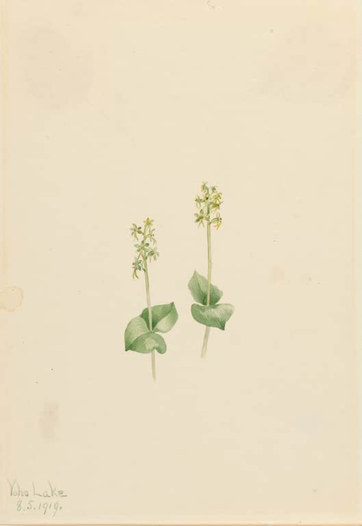 Mary Vaux Walcott Felsengebirgs-Zweiblatt Kunstkopie, zwei schlanke Pflanzen mit kleinen gelbgrünen Blüten