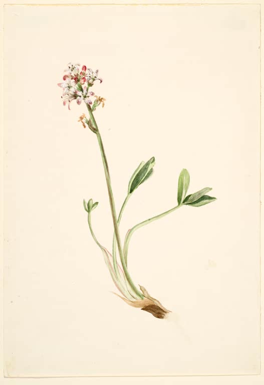 Mary Vaux Walcott Fieberklee, Blütenstand Kunstkopie, schlanker Stängel mit weißen Blüten und dreiteiligen Blättern