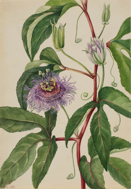Mary Vaux Walcott Fleischfarbene Passionsblume Kunstkopie, violette Passionsblume mit Fransenkranz und gedrehten Ranken