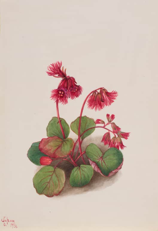 Mary Vaux Walcott Fransenglöckchen Kunstkopie, karminrote gefranste Glöckchenblüten über rundlichen grünen Blättern