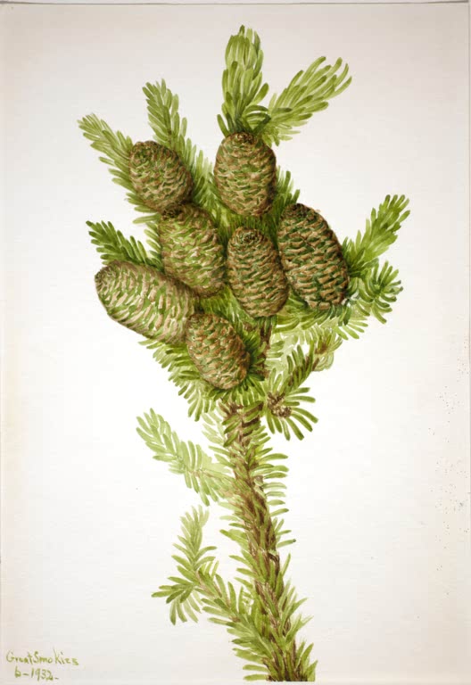 Mary Vaux Walcott Fraser-Tanne Kunstkopie, Tannenzweig mit weichen Nadeln und braunen Zapfen