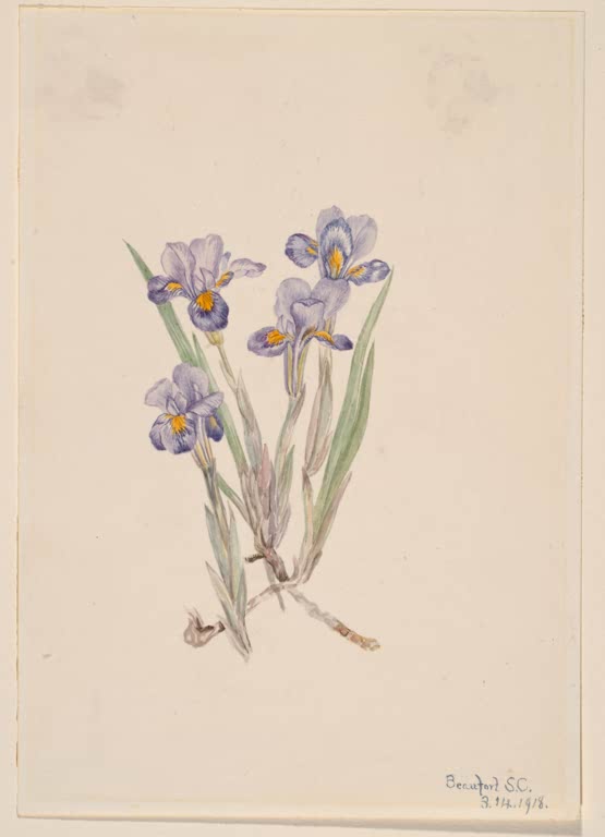 Mary Vaux Walcott Frühlings-Schwertlilie Kunstkopie, vier kleine violette Schwertlilien über schmalen graugrünen Blättern