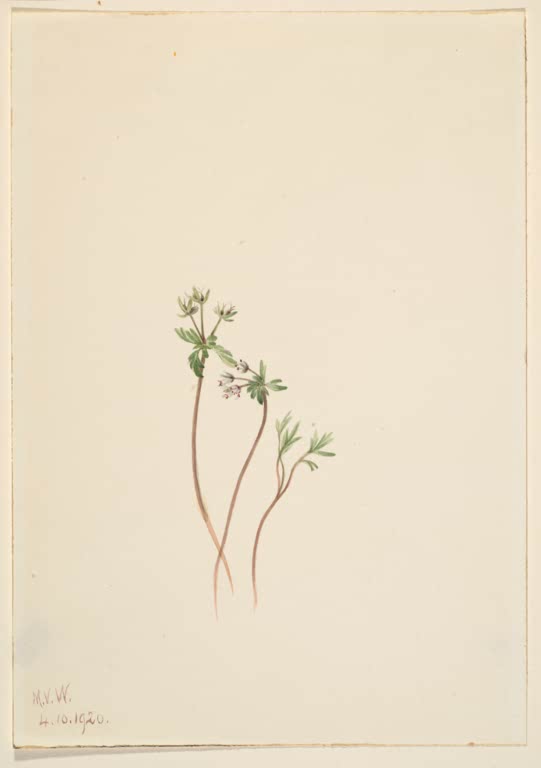 Mary Vaux Walcott Frühlingsbote Kunstkopie, dünne Stängel mit winzigen weißen Blüten auf hellem Grund