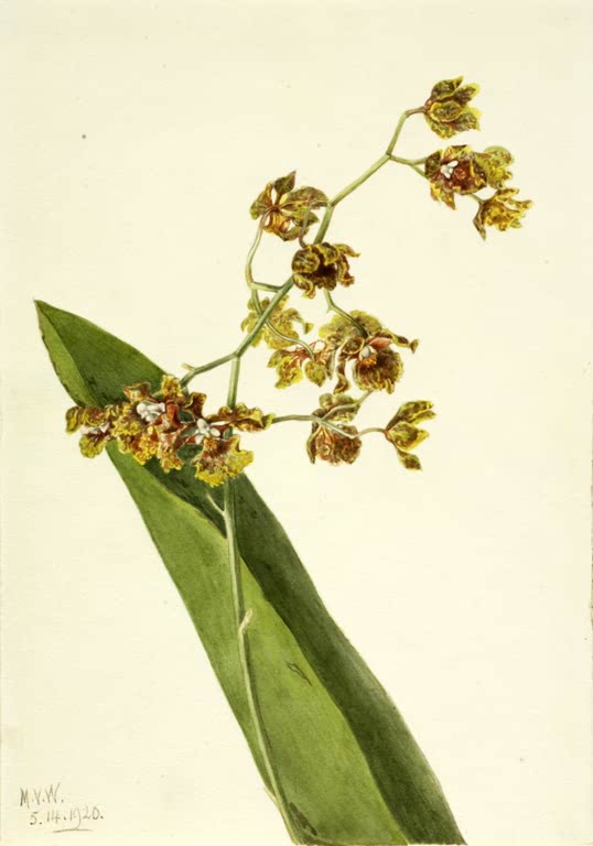 Mary Vaux Walcott Gefleckte Cyrtopodium-Orchidee Kunstkopie, eine verzweigte Orchideenrispe