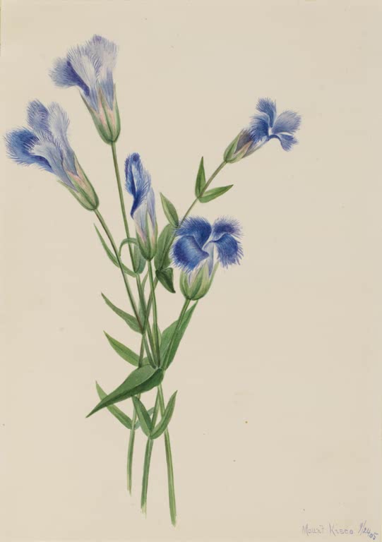Mary Vaux Walcott Gefranster Enzian Kunstkopie, fünf blaue Enzianblüten mit gefransten Blütenrändern an schlanken Stängeln