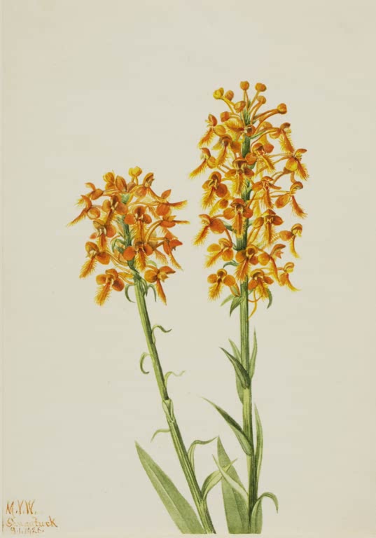 Mary Vaux Walcott Gelbe Fransenorchis Kunstkopie, zwei orangegelbe Blütenstände mit fein zerfransten Lippen