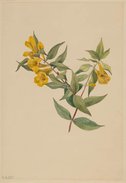 Mary Vaux Walcott Gelber Jasmin Kunstkopie, Zweig mit goldgelben Trichterblüten und lanzettlichen grünen Blättern