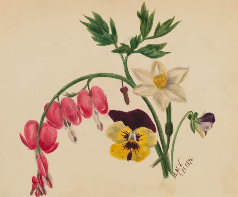 Mary Vaux Walcott Gemischte Blumen mit Tränendem Herz Kunstkopie, rosa Herzblüten, Stiefmütterchen und weiße Blume