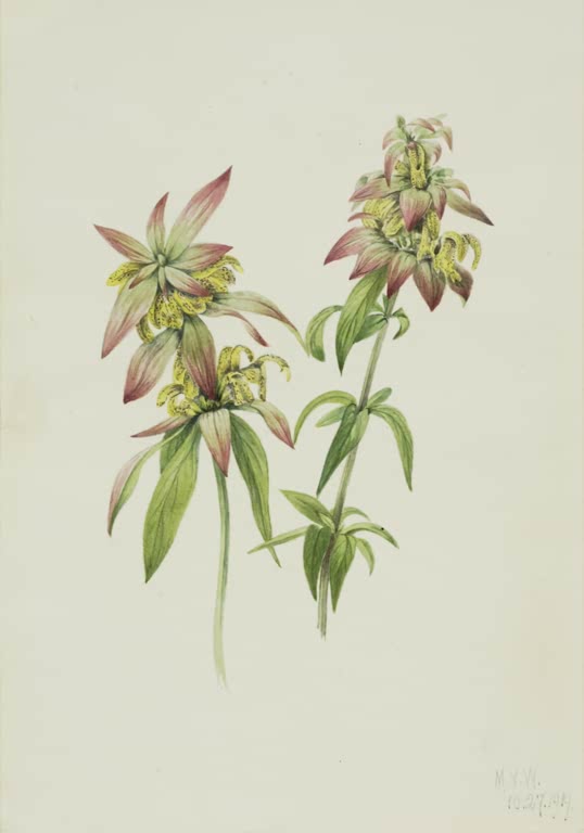 Mary Vaux Walcott Gepunktete Monarde Kunstkopie, gelb gepunktete Blütenquirle mit rosa Hochblättern an grünen Stängeln