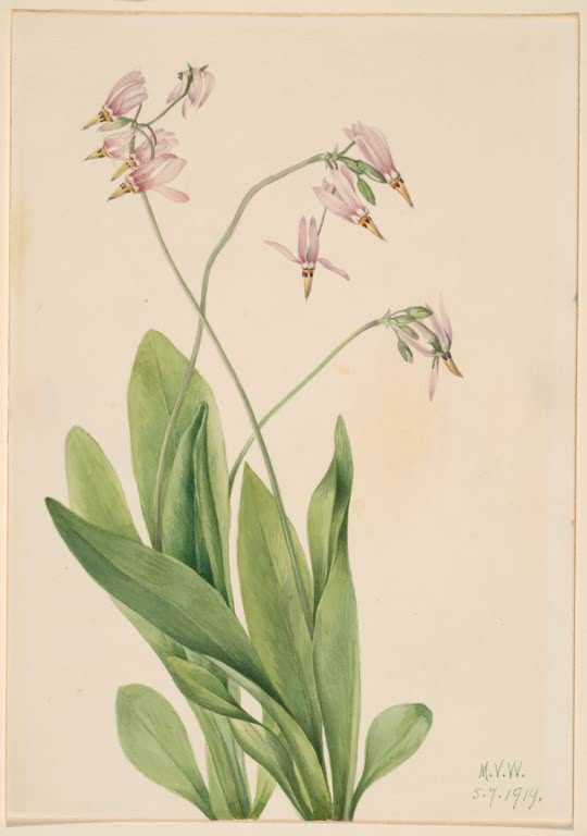 Mary Vaux Walcott Götterblume Kunstkopie, rosa Götterblumen mit zurückgeschlagenen Blütenblättern