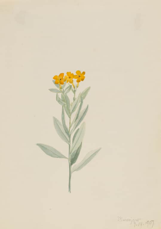 Mary Vaux Walcott Graues Steinsame Kunstkopie, aufrechter Stängel mit silbergrünen Blättern und kleinen orangen Blüten